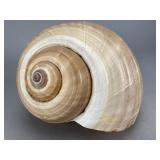 Natural Spiral Shell, 6.5 Inches, 6.5"