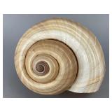 Natural Spiral Shell, 7.5 Inches, 7.5"
