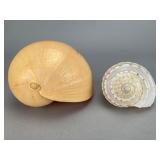Grouping of Two Natural Seashells, 3.5"
