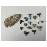 Arrowhead and Shark Teeth Collection