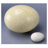 Large Ostrich Egg and Chicken Egg Pair, 6" L