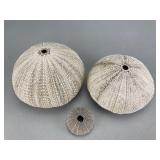Set of Three Sea Urchin Shells, 4"