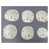 Natural Sand Dollar Shells, 2ï¿½ to 4ï¿½