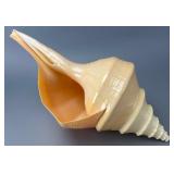 Large Natural Conch Shell Specimen