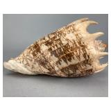 Large Natural Conch Shell, 7 Inches, 7"