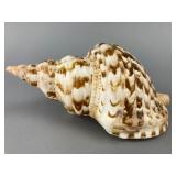 Large Spiral Seashell