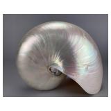 Natural Chambered Nautilus Shell, 5"