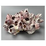Barnacle Sculpture Pink White