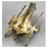Marine Animal Vertebra Bone