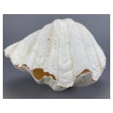 Large White Shell, 7 Inches