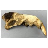 Animal Jaw Piece with Teeth