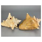 Pair of Large Conch Seashells, 6"