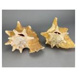 Pair of Natural Conch Shells, 7.5"