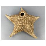 Dried Starfish Specimen, 10.5 Inches, 10.5"