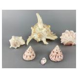 Assorted Natural Seashells, 5"