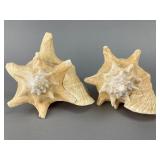Pair of Natural Conch Shells, 7.5"