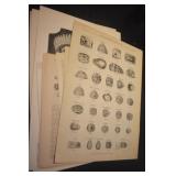 Vintage Pages of The Illustrated London News