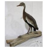 Black Bellied Whistling taxidermy duck - 24 x 20