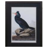 DOUBLE CRESTED CORMORANT GICLEE BY JOHN J AUDUBON