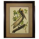 BROWN PELICAN ADULT GICLEE BY JOHN J AUDUBON