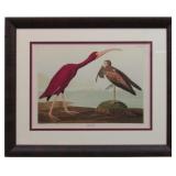 SCARLET IBIS GICLEE BY JOHN J AUDUBON