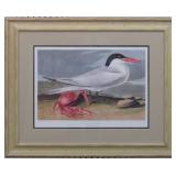 OYSTER CATCHER BY JOHN J AUDUBON