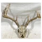 Deer Skull - 16 x 18