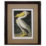 AMERICAN WHITE PELICAN GICLEE BY JOHN J AUDUBON