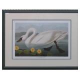 COMMON AMERICAN SWAN GICLEE BY JOHN J AUDUBON