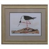 CAYNNE TERN BY JOHN J AUDUBON