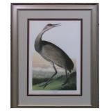HOOPING CRANE YOUNG GICLEE BY JOHN J AUDUBON