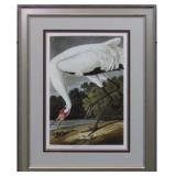 HOOPING CRANE ADULT GICLEE BY JOHN J AUDUBON