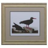 LONG LEGGED AVOCET BT JOHN J AUDUBON