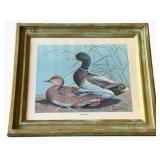 Framed Print of Mallards