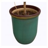 Planter - 17 x 20 (w/ plant)