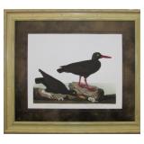 WHITE LEGGED OYSTER CATCHER BY JOHN J. AUDUBON