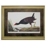 COMMON GALLINULE PRINT BY JOHN J. AUDUBON