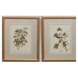 2 WARBLERS BY JOHN J. AUDUBON