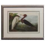 PURPLE HERON BY JOHN J. AUDUBON