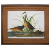 VIRGINIAN RAIL BY JOHN J. AUDUBON