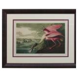 ROSEATTE SPOONBILL BY JOHN J. AUDUBON