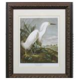 SNOWY HERON BY JOHN J. AUDUBON
