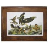 VIRGINIA PARTRIDGE BY JOHN J. AUDUBON