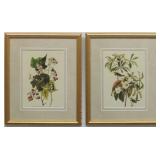 2 WARBLERS BY JOHN J. AUDUBON