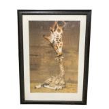 Framed Giraffe Print 40 x 28