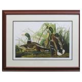 Mallard Duck Giclï¿½e by John J. Audubon