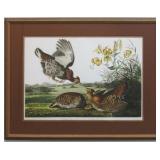 Pinnated Grous Giclï¿½e by John J. Audubon