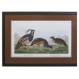 Plumed Partridge Giclï¿½e by John J. Audubon