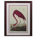 Pink Flamingo by John J. Audubon