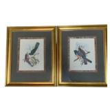 Pair of Framed Bird Prints 24 x 20